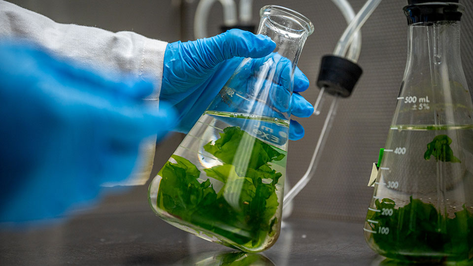 科学家拿着一个装有巨藻的烧杯进行实验室测试和评估.